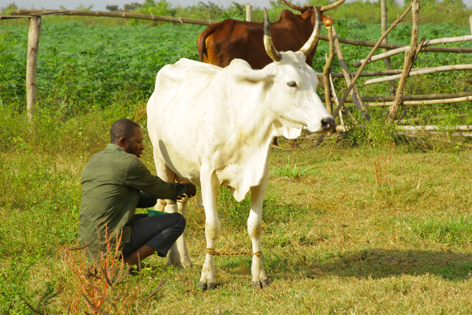 FrieslandCampina WAMCO opens first center of expertise for dairy