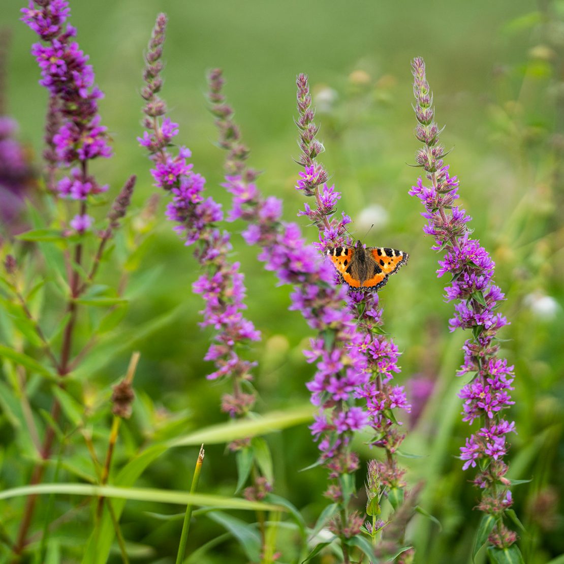 Preise linienstraße dortmund