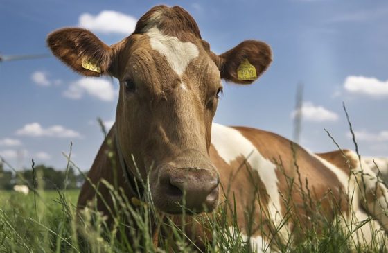 Animal welfare - FrieslandCampina Global - FrieslandCampina Animal welfare - FrieslandCampina Global - FrieslandCampina